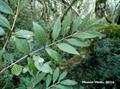Eugenia pyriformis 